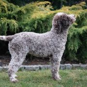 Kasjopea Animus Aminicitiae (Zoja)