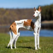 Tara at Baltas Vejas