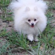 Straz s vostoka Trinity