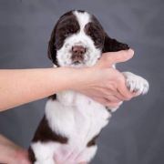 Springberryhills Bead in raindrops
