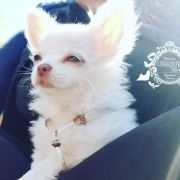 Always in my Heart Unique Love