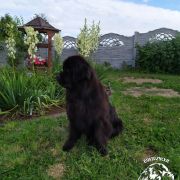 OMEGA Beautiful Great Dane FCI