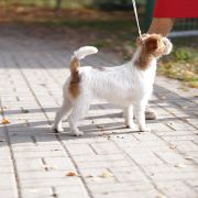 KANIA Lubelski Tropiciel FCI