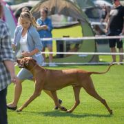 HOMER Pręgowce z Jasienia