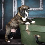 JUNGLAS NIGRA American Heart vel. Jaruś