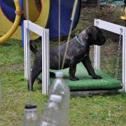 BLAZING STAR Your Destiny FCI