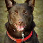 SCARLET AVALON Red Radimus