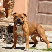 Skilful-Dogs JOCK WITH CANAVERAL STAFF