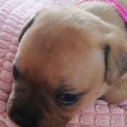 BACARDI Horseradish Gang Staff