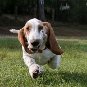 BUMBA Bursztynowa Aleja FCI