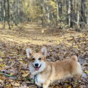 DABOGAH GLOWING GARDEN GNOMES