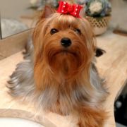 T-TIFFANY Piccolo Cane York (FCI)