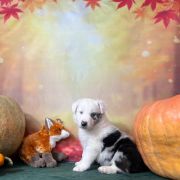 LUKE Zwinne Serca (FCI) 