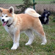 KIMI Go Akai Kitsune