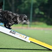 McPotter's Creek's O'HARRA 