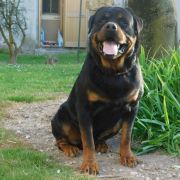 Black Atomic di casa Glaunic