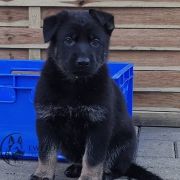 DAKOTA vom Peiner Burgpark