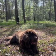 Aqua Jurajskie Niedźwiadki FCI 