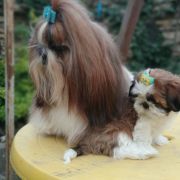 Biskvit Milye Mordashki