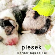 GIL-ROY Border Squad FCI