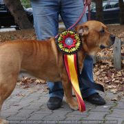 Ch Pl BAAL Corde Bellator(FCI) 