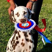 Eliot s Nevskih Ostrovov