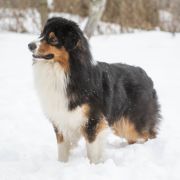 Damani Dream NO NO YES