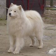 Kenventaki LOVE MY TRUE HONEYNOON