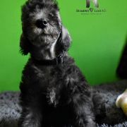 MILAN Diamond Lamb