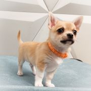 BENJAMIN z Dorzecza FCI