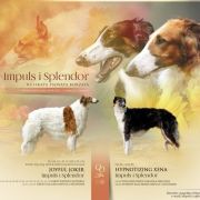 Miot ORO Litter Impuls i Splendor