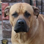 GAME Corde Bellator(FCI) 4