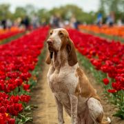 Noble Donatella Chosen by Hunters for 