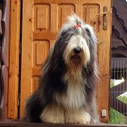 HOT JOY El Bridorado