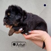 INCREDIBLE MR. Arhat