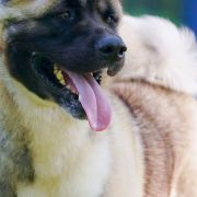 INDEVOR DO ANYTHING FOR LOVE