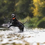 Karat z Cudownego Lasu