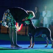 JUTRZENKA FEEK Odszukać Wiatr