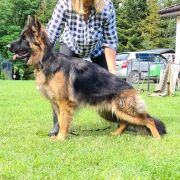 Lucky von Waldfurter Wald 