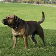 GAME Corde Bellator(FCI) 2