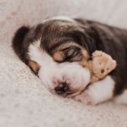 CHARMING PRINCE Drużyna Uszatych 