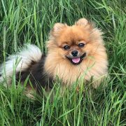 SWEET SCARLETT Baltipom