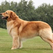 ZIRI Las Księżniczek