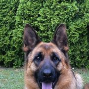 Tami z Trojańskiego Lasu