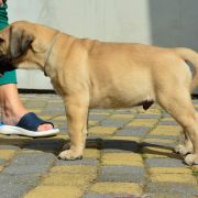 Casa de BM Denver OyoBull FCI 