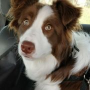 JESSY Black&White Smith FCI 