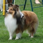  I'M LITTLE BLAZE Lohrien