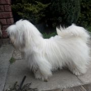 Lady Gaga Dolina Marzeń 