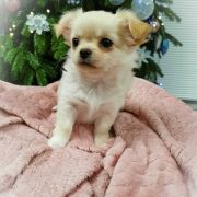 DAENERYS z Dorzecza FCI 