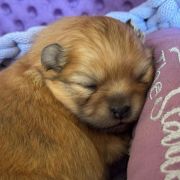 CHICKEN NUGGET the Scarlet Hill